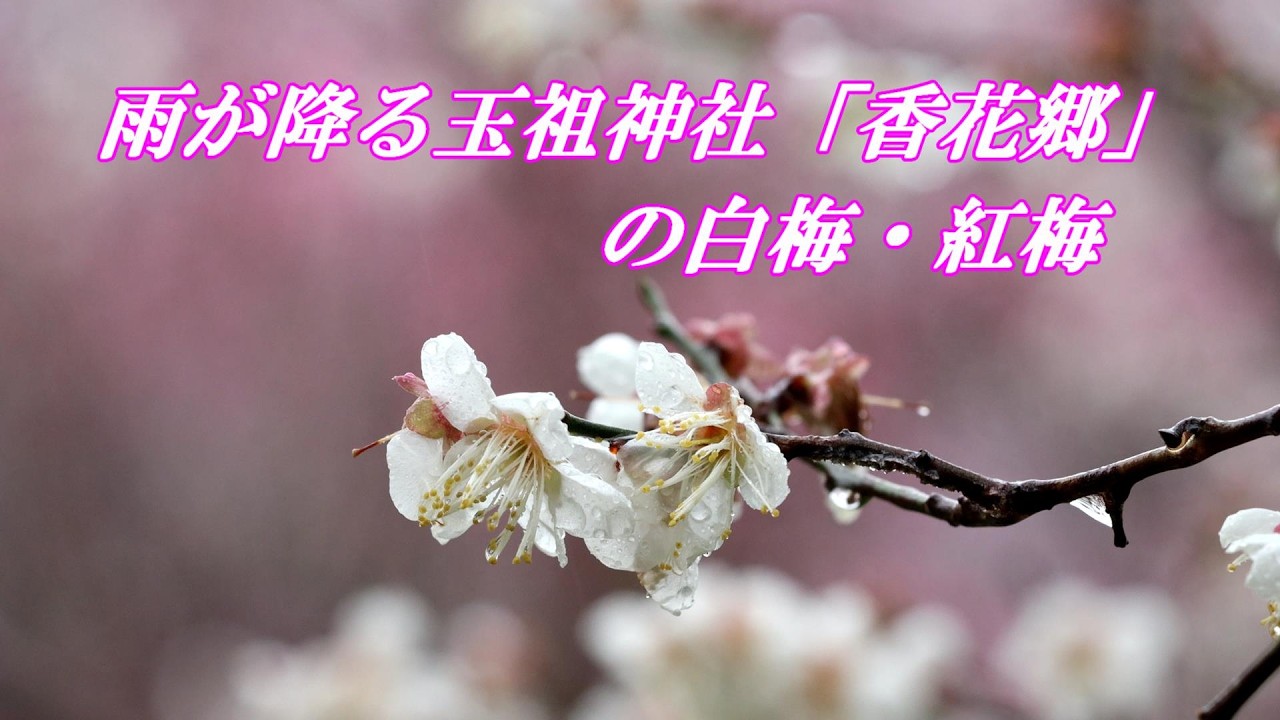 雨が降る玉祖神社「香花郷」の白梅・紅梅