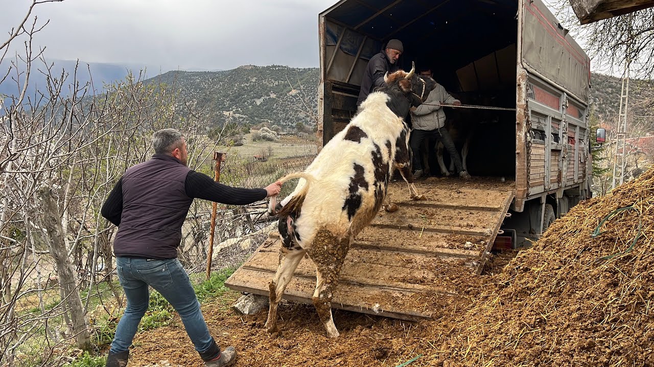 DELİ İNEKLERİ KAMYONA BİNDİRDİK !