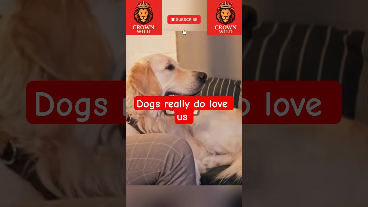 Собаки действительно нас любят