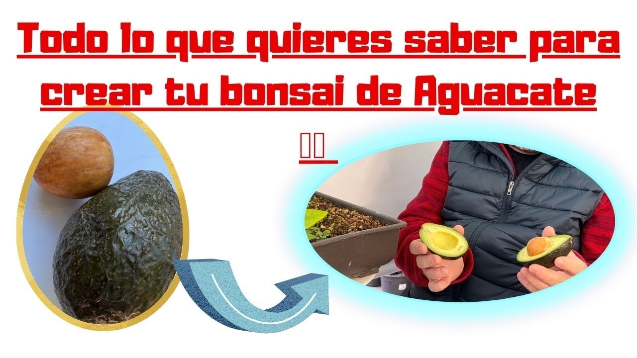 🥑Buscando un BUEN diseño para tu BONSAI de AGUACATE