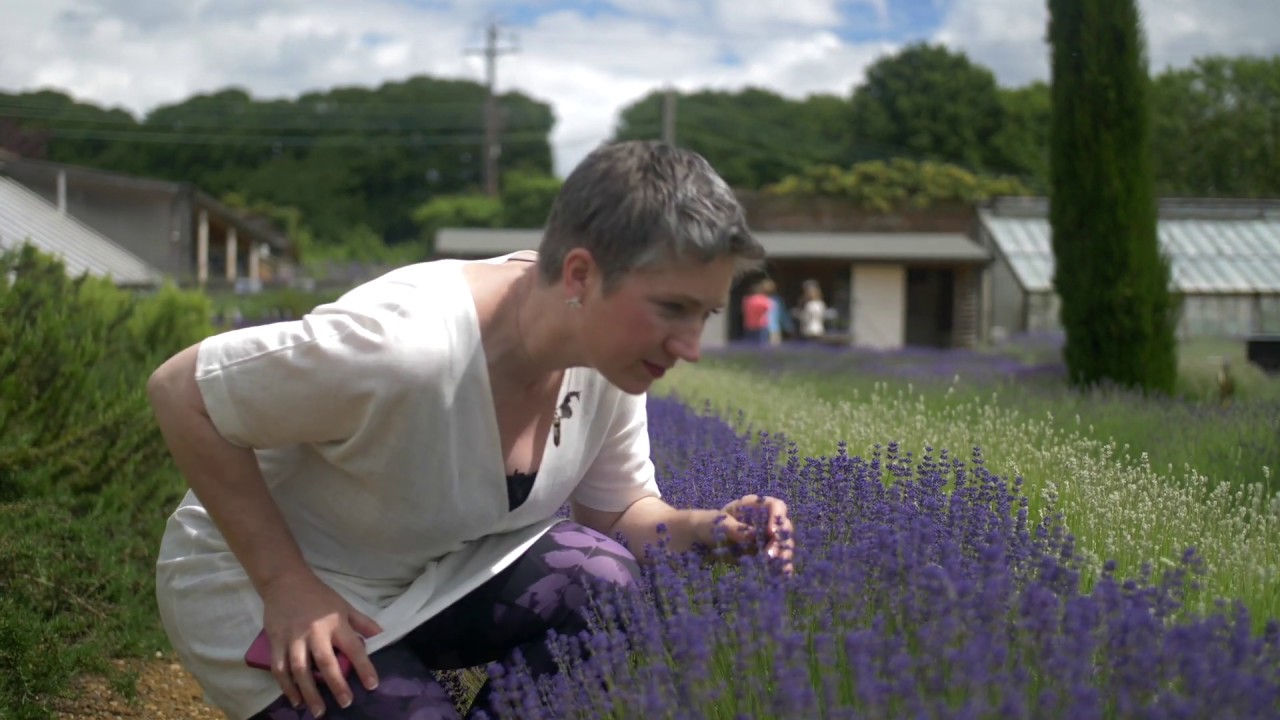 Visiting Downderry Lavender Nursery Billy Showell ⎮Watercolour Beautiful