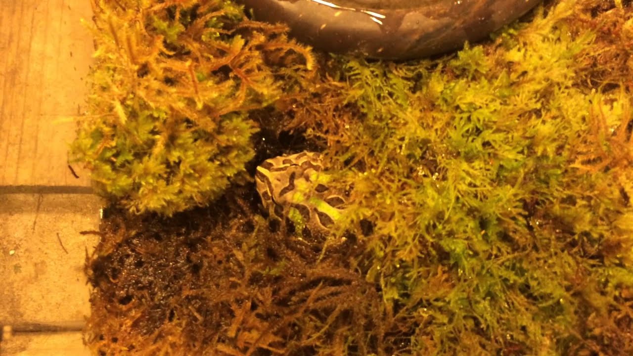 Pacmanfrog cull monster Xibalba
