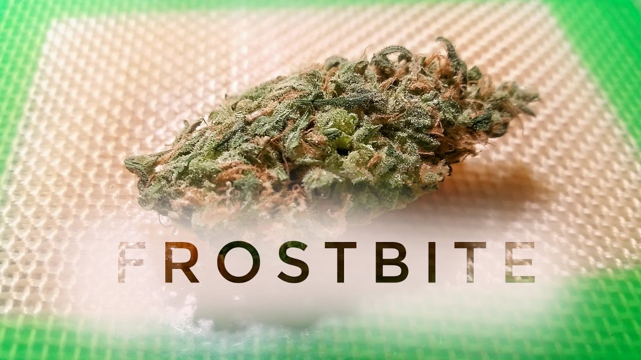 Strain Review - Fbr - Frostbite - MMJ Total Health Care