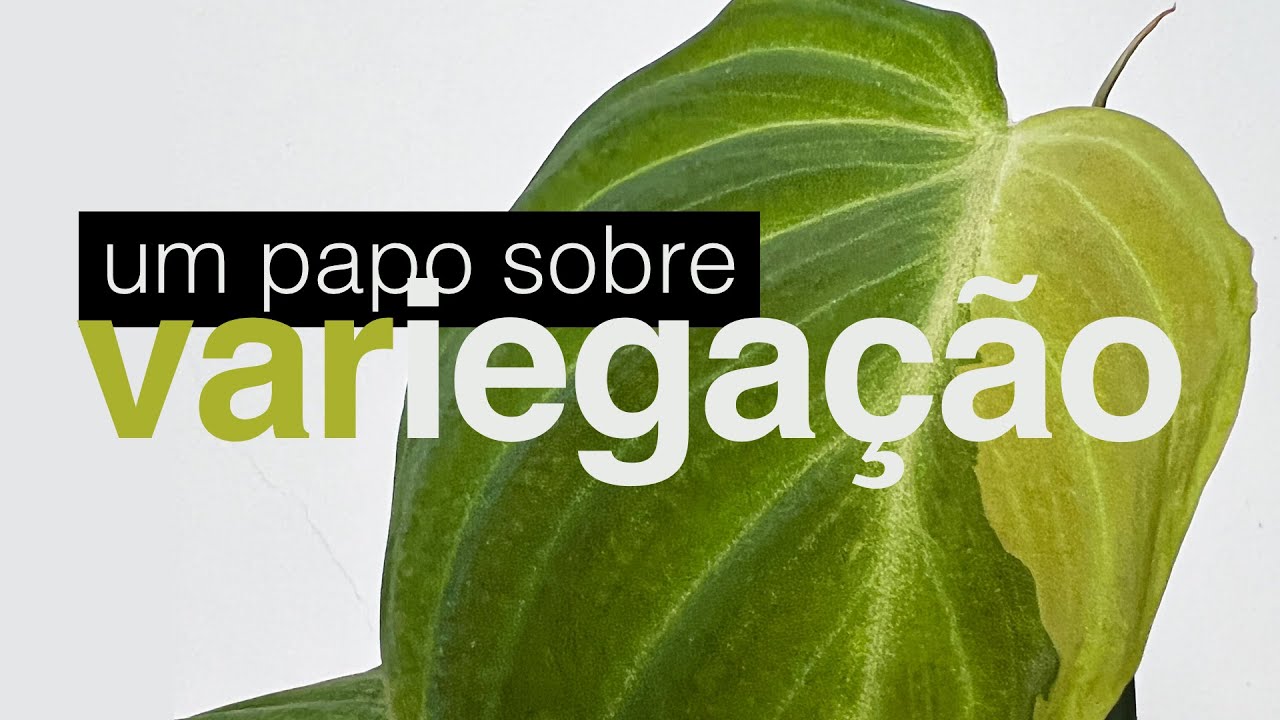 Plantas Variegatas Naturais X Plantas Variegatas Induzidas | Jardineiros Urbanos por Flay