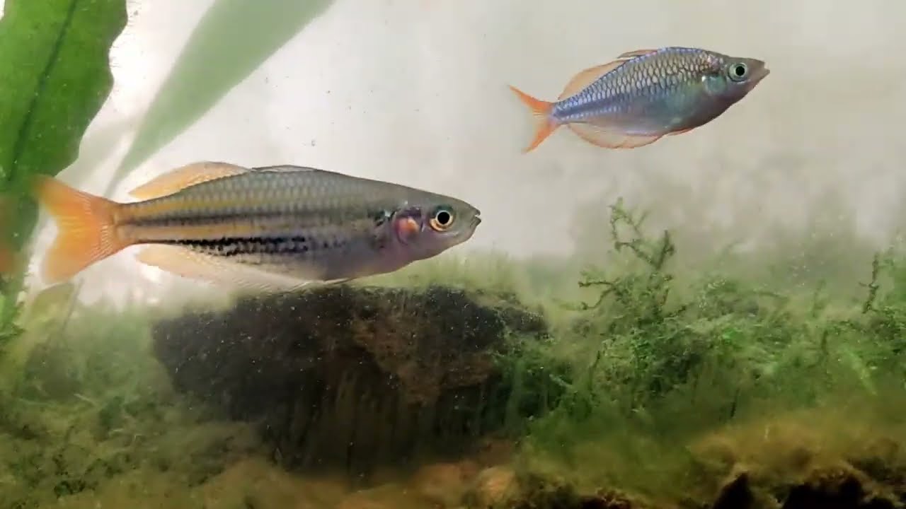 Pecera sin filtro, sin calentador, sin oxigenación, con peces arcoiris maccullochi, boesemani, neon