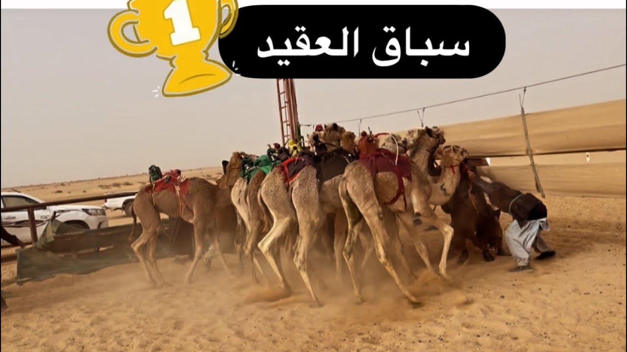 فلوق فوز العقيد تجهزات السباق وكانت الترشيحات صحيحه 