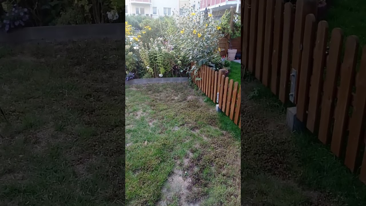 Bek&auml;mpfung von rotem Klee in der Rasenfl&auml;che.