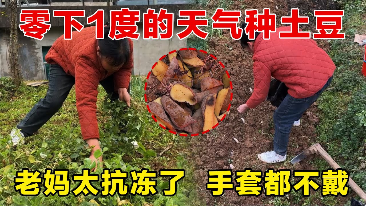 老妈太抗冻了，零下1度的天气种土豆手套都不用戴，太佩服了