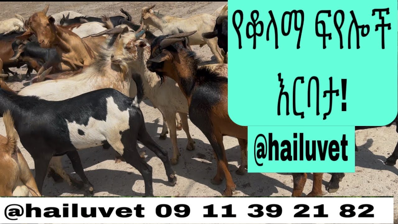 የቆላማ ፍየሎች እርባታን እንጀምር  ሰጋቸው ጣፋጭ ,ለሰላሳ ,ለሰውነት ተሰማሚ!
