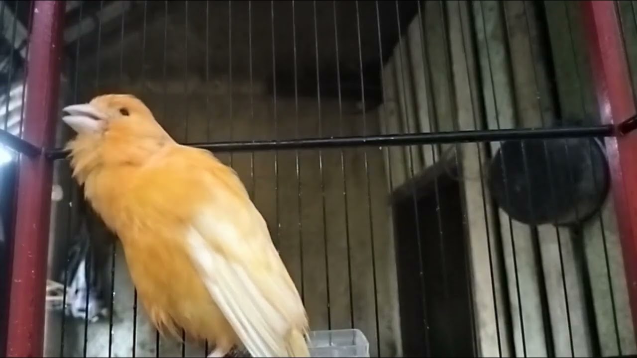 Impossible If Your Canary Does Not Immediately Sing! Belgian Canary Training