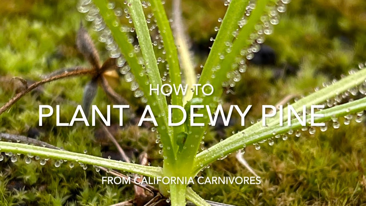 Planting a Dewy Pine From California Carnivores