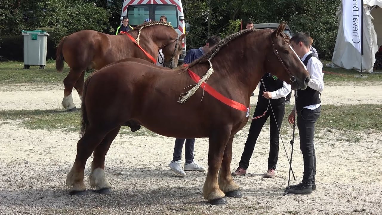Expozitie cu cai Breton, Bretania, Franta 21 Sept 2019 Partea I