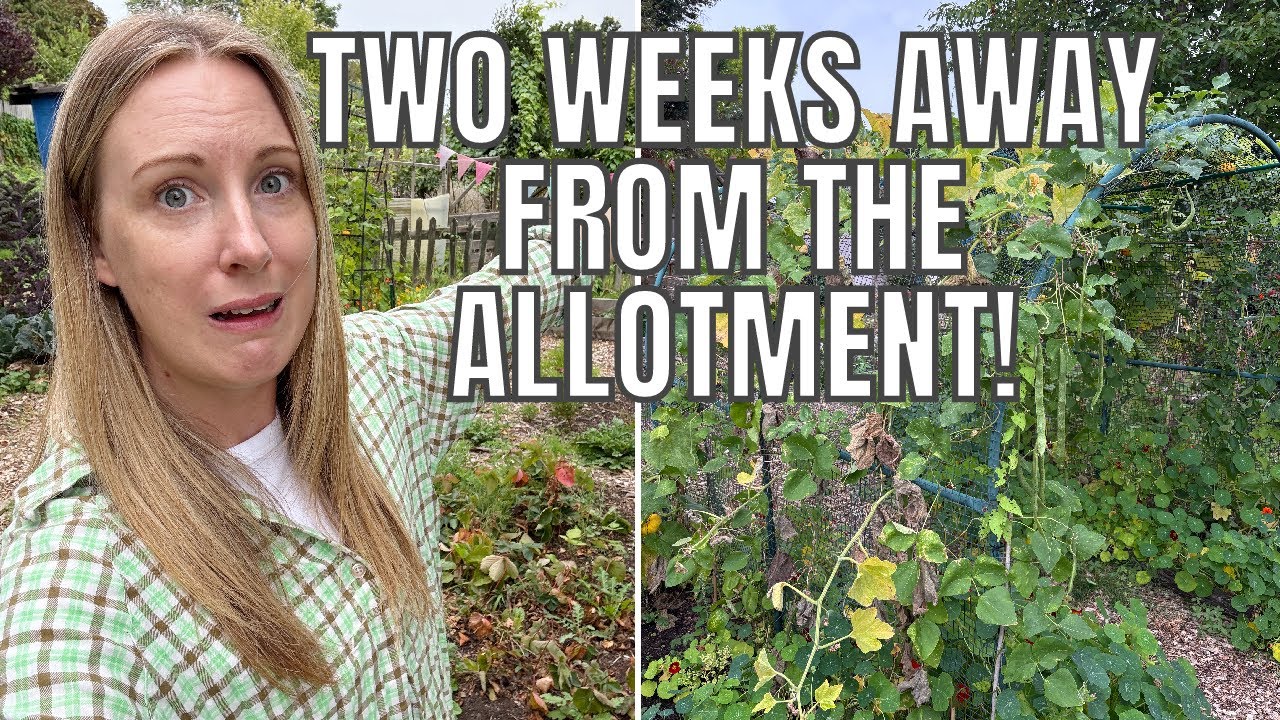 TWO WEEKS AWAY FROM THE ALLOTMENT PLOT! / ALLOTMENT GARDENING UK