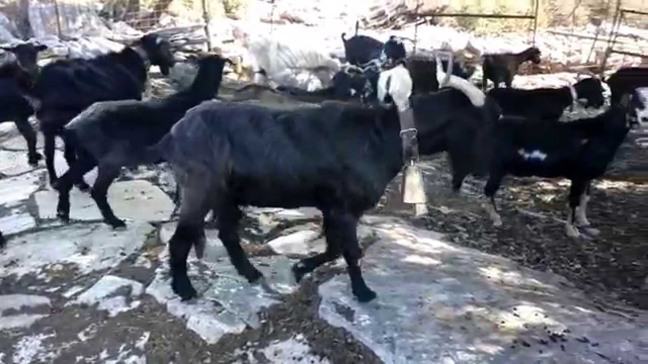 ΤΑ ΓΙΔΙΑ ΤΟΥ ΚΩΣΤΑ - 2014 08 09