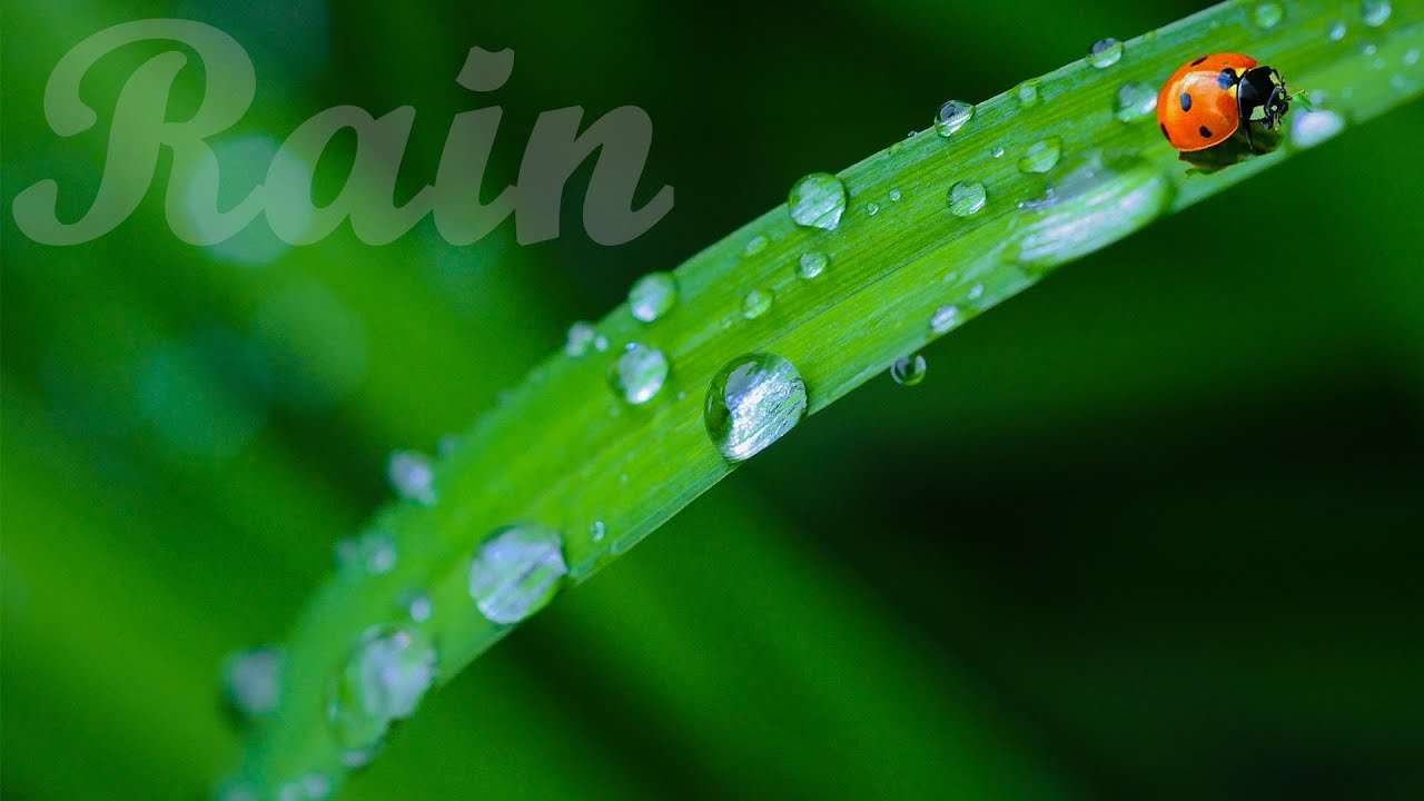 Rain drops - Cinematic short film - Nature B-roll