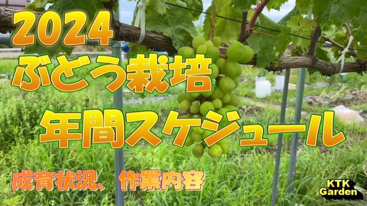 ぶどう栽培 年間スケジュール