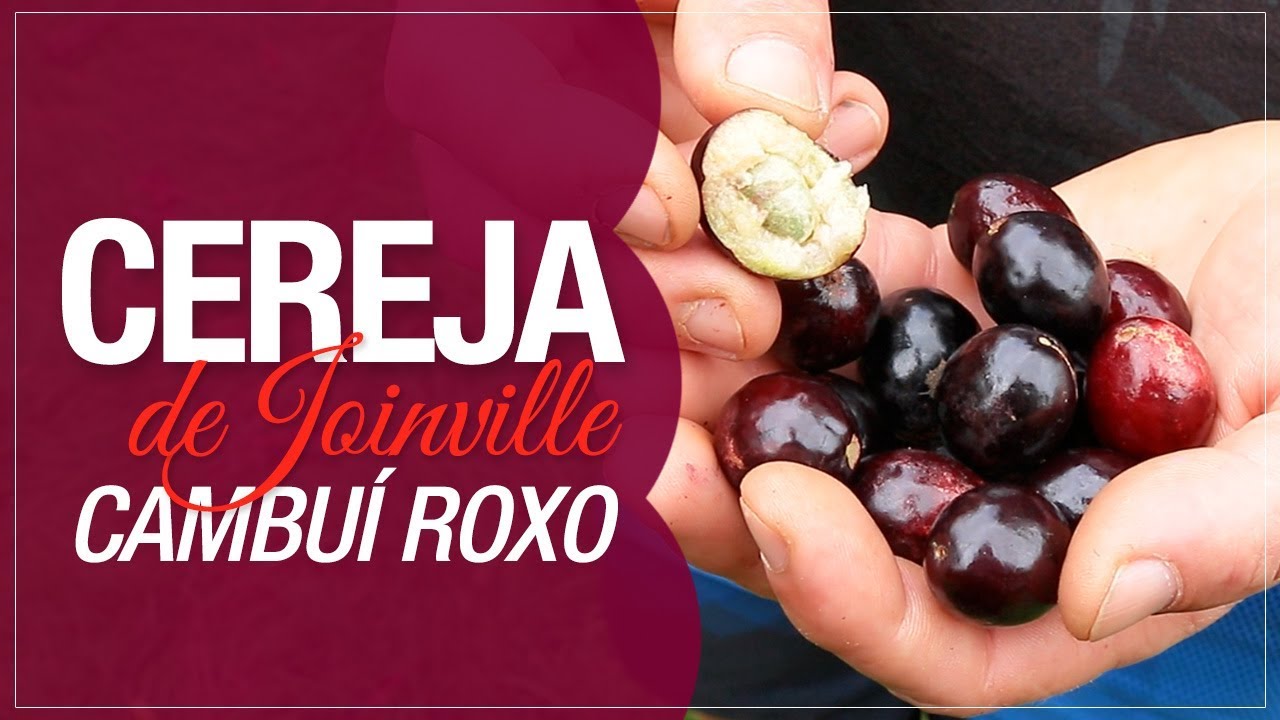 Cereja de Joinville ou Cambu&iacute; Roxo (Eugenia candolleana): uma del&iacute;cia brasileira