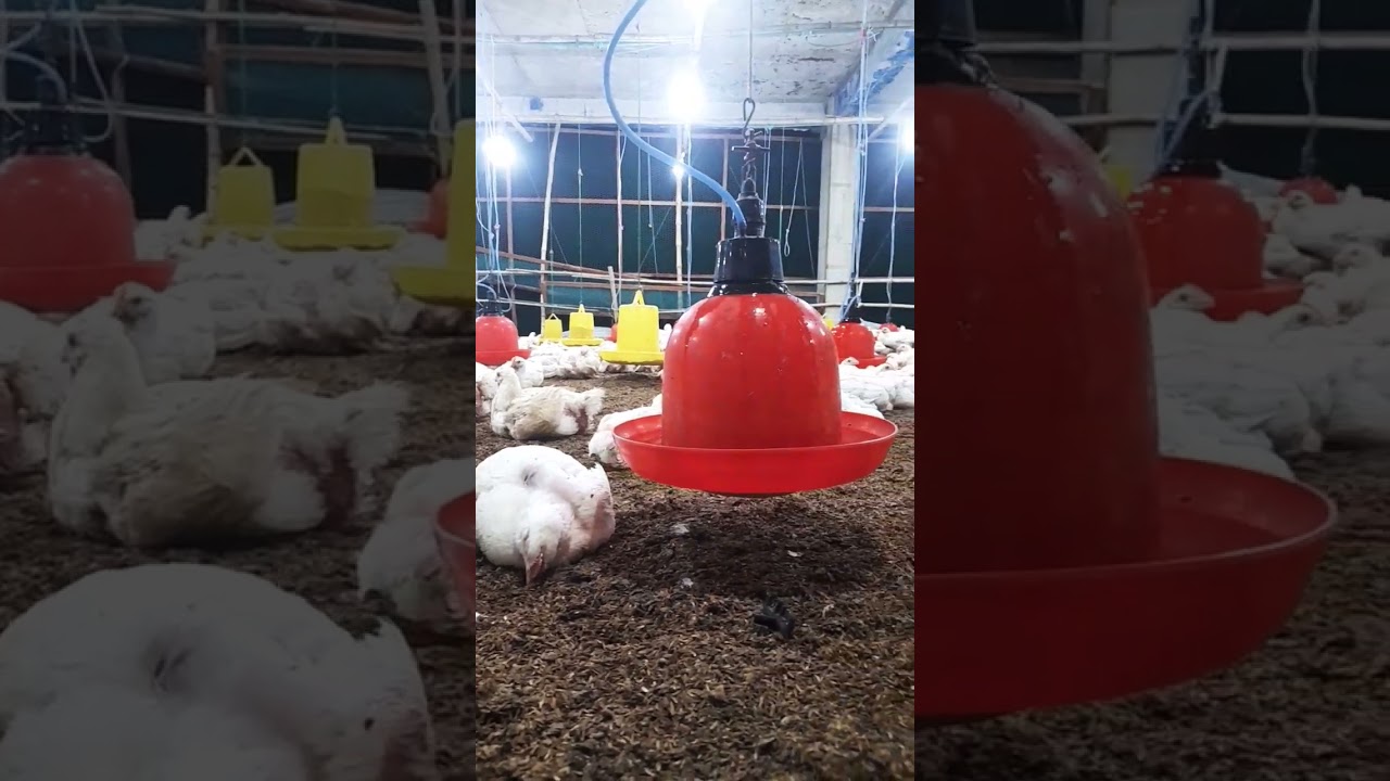 bel drinker die murgi palon. #bell #drinker #short #farminbangladesh