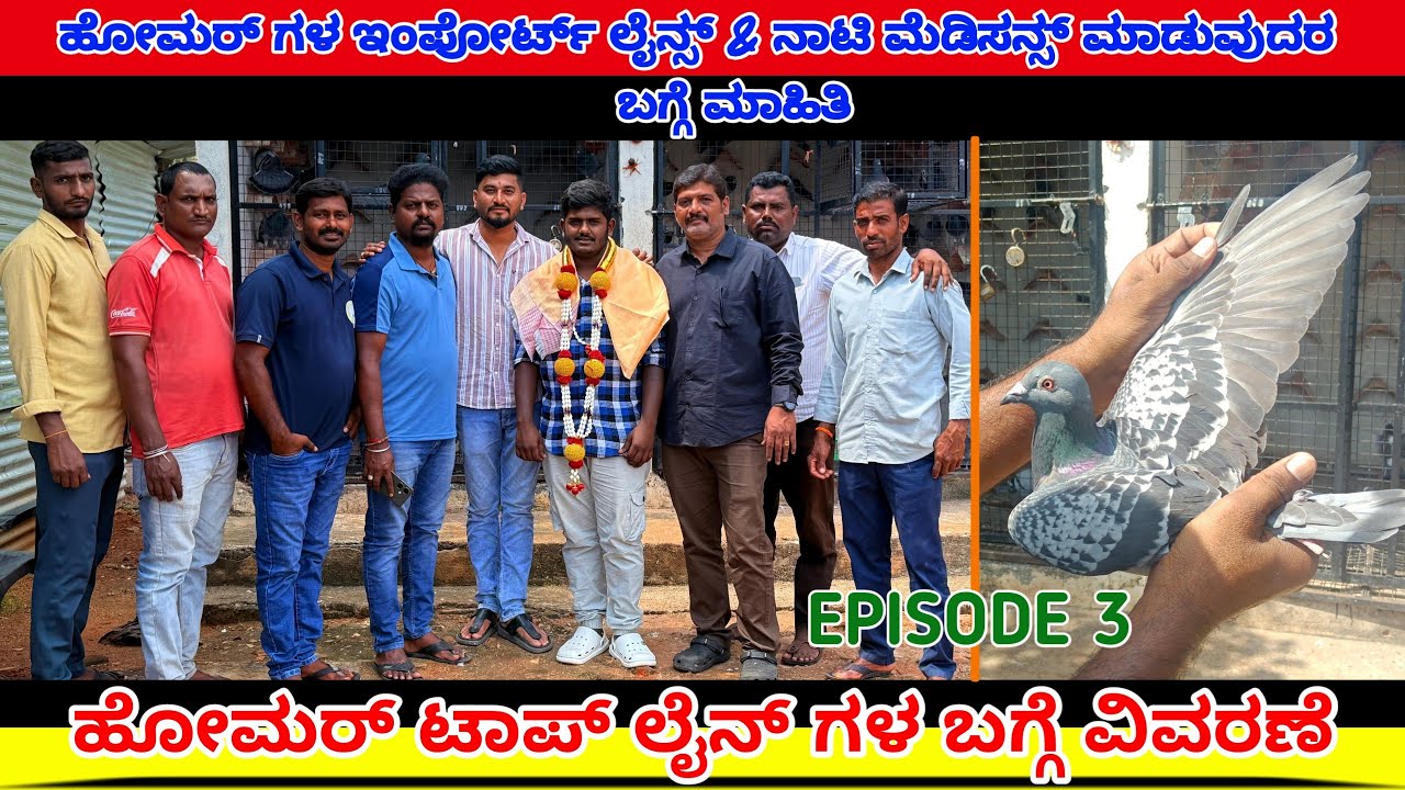 💥🕊️ಹೋಮರ್ ಗಳ ಇಂಪೋರ್ಟ್ ಲೈನ್ಸ್ & ನಾಟಿ ಮೆಡಿಸನ್ಸ್ ಮಾಡುವುದರ ಬಗ್ಗೆ ಮಾಹಿತಿ ⚜️🕊️@hassanpigeon3878 