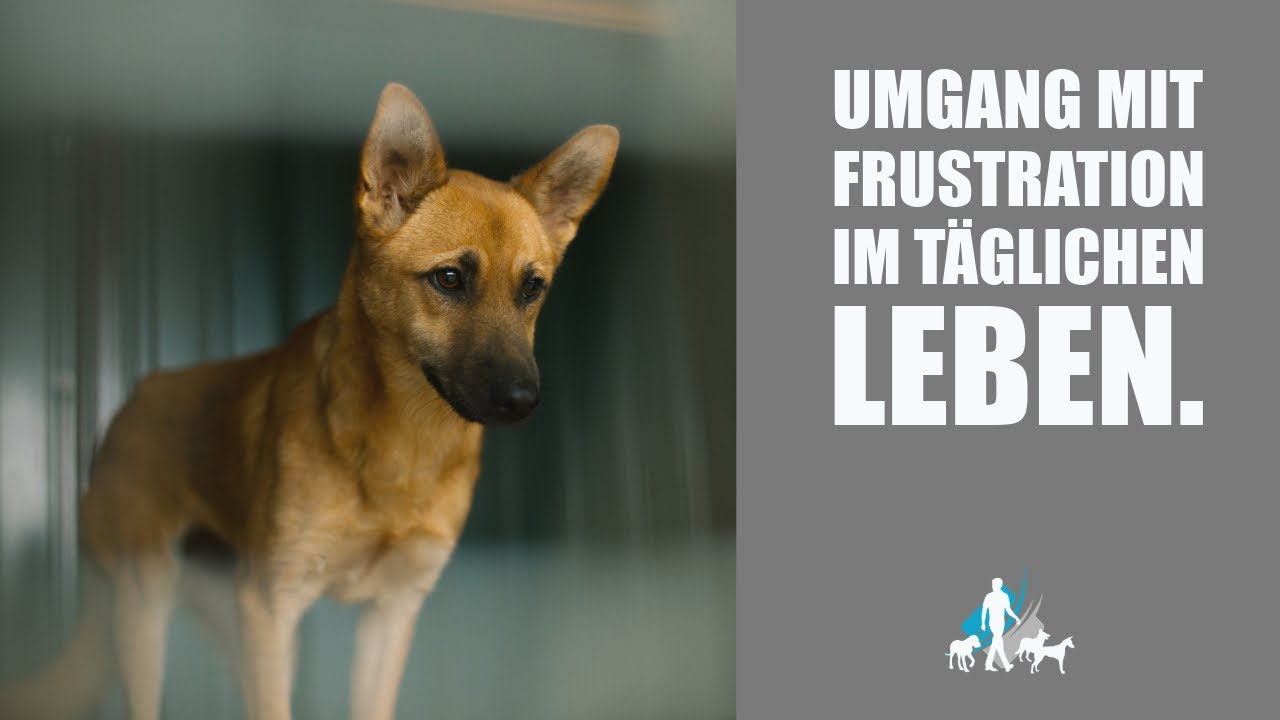 Frustrationstoleranz - 3 Dinge die Hunde LERNEN sollten - TEIL 2