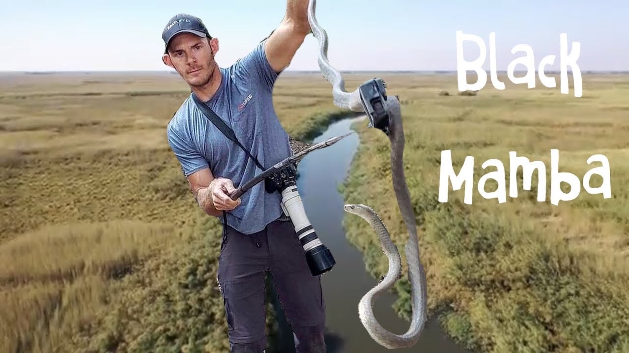 HAND CATCHING DEADLY BLACK MAMBA