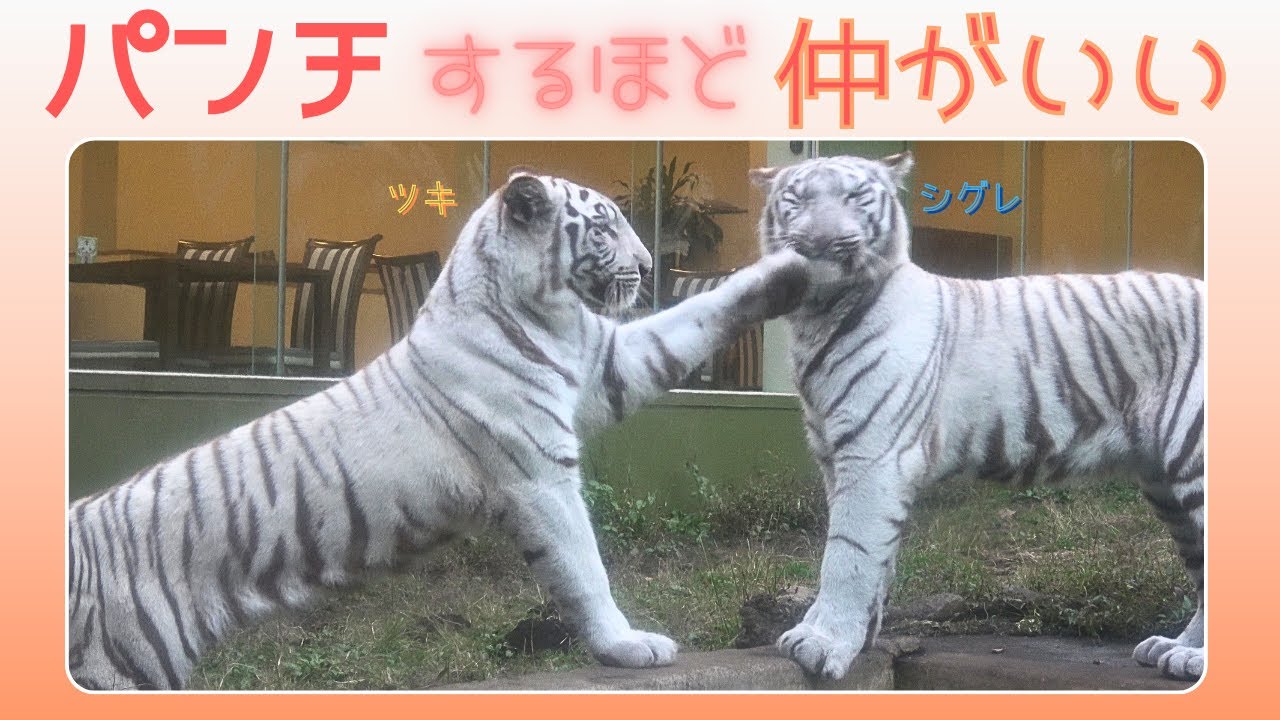 【パンチするほど仲がいい】伊豆アニマルキングダム　ホワイトタイガー「ツキ」「シグレ」「シロップ」