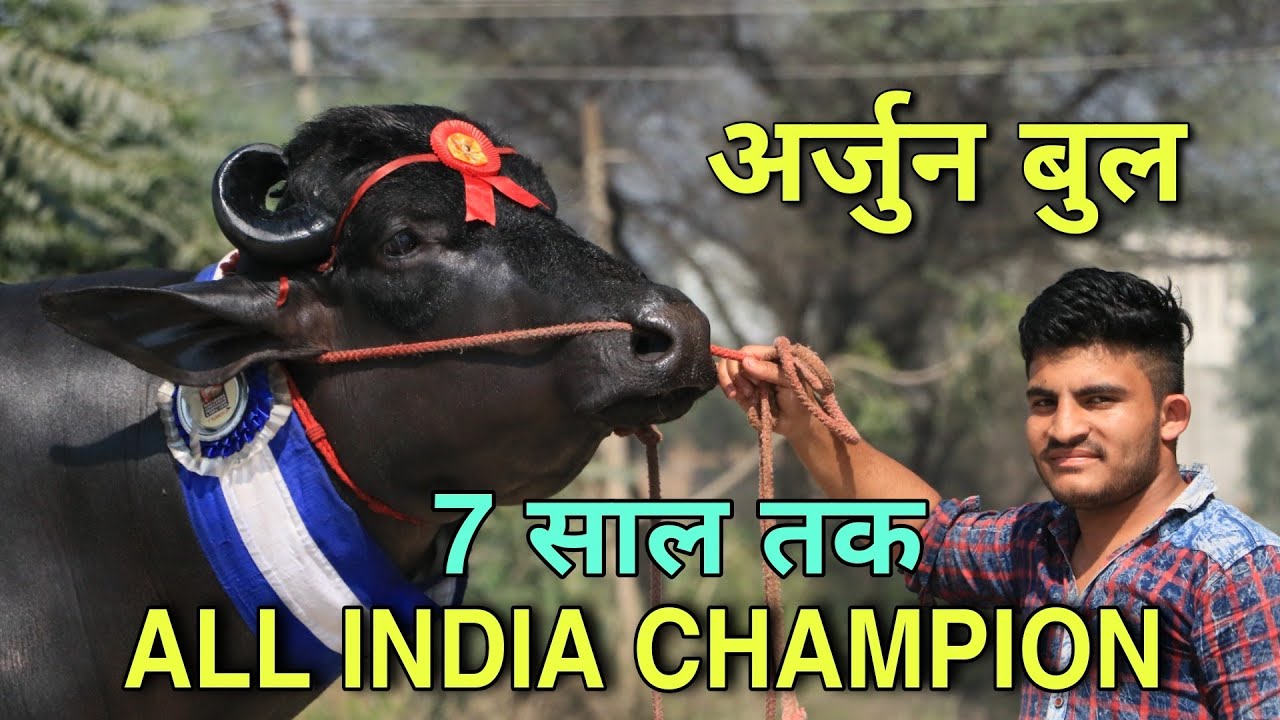 अर्जुन बुल कुंगड़ ऑल इंडिया चैंपियन बुल, Arjun Bull kungad All India Champion Bull for 7 years