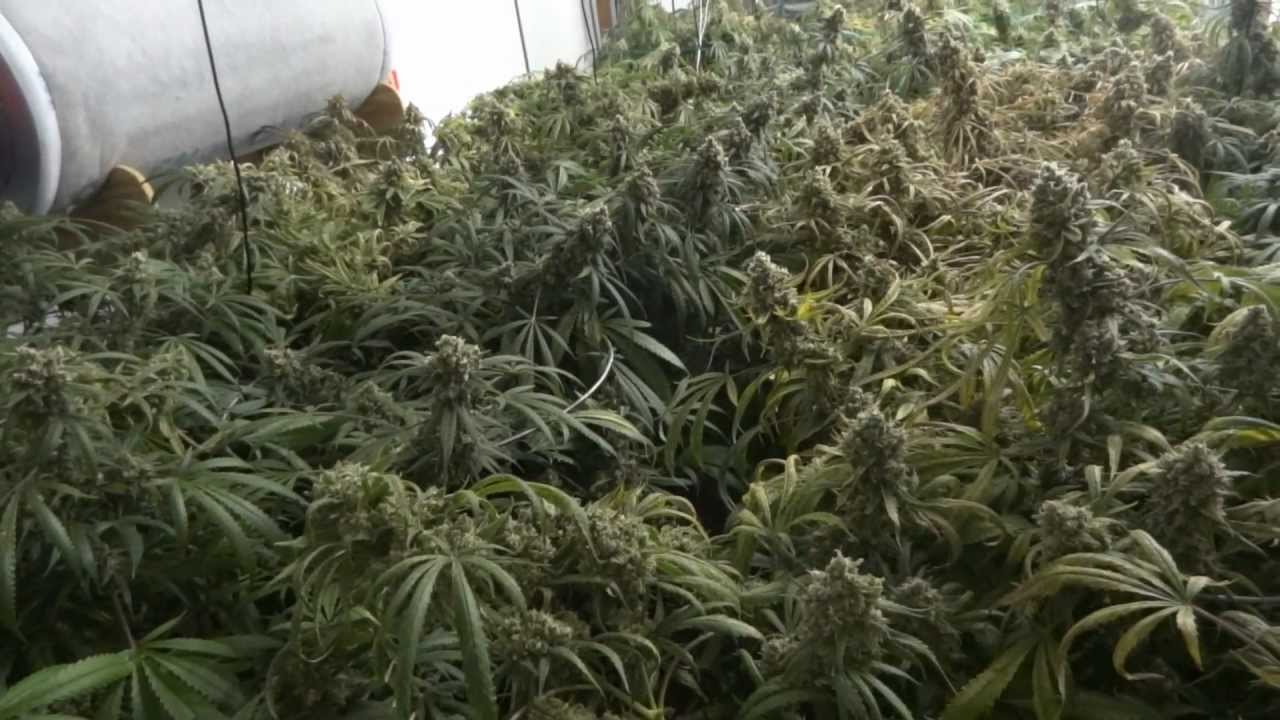 Site M - Green Crack Cannabis Grow - Day 56 of Flower