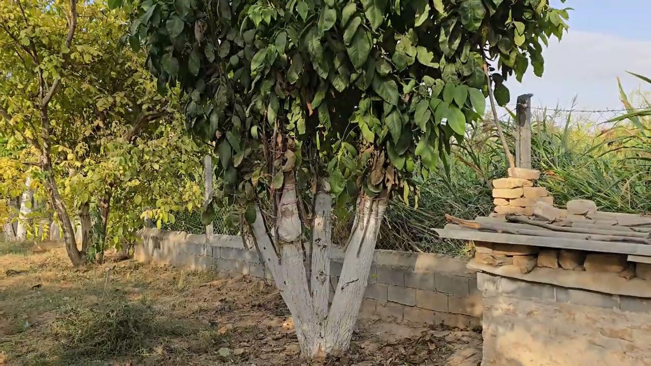 راز گیرایی پیوند گردو و پینه بستن کامل مقطع برش