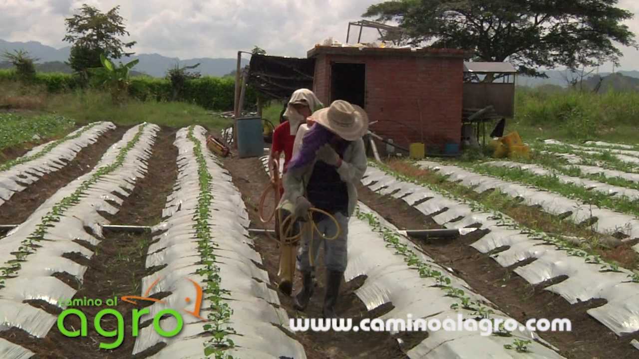 Cultivo de Melon con agrobiologicos