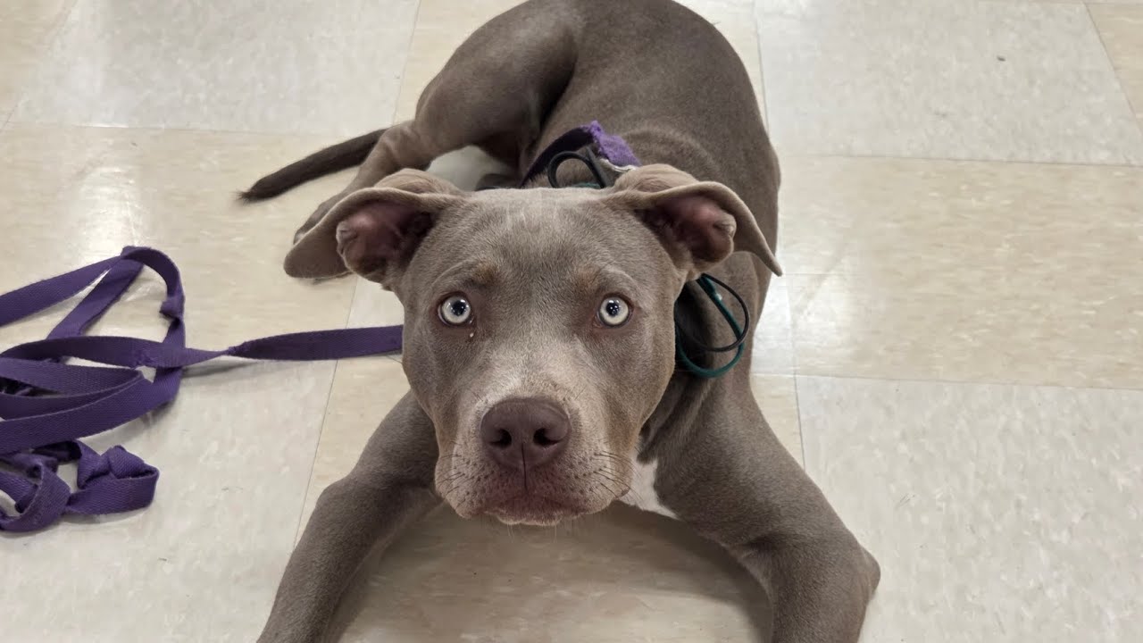 5 month Pitbull mix 