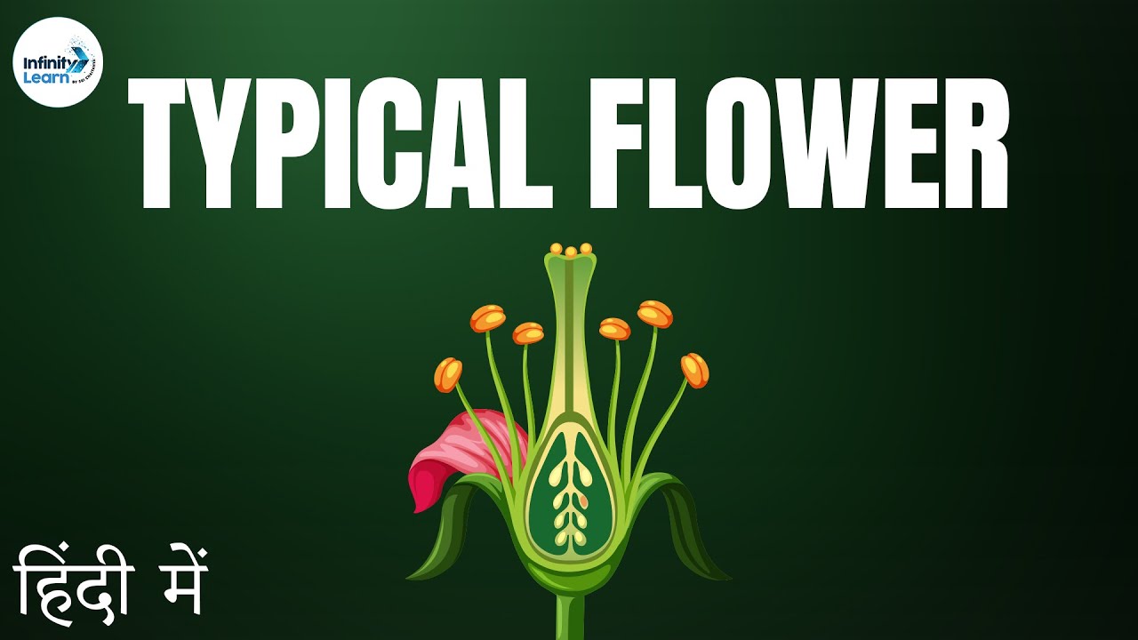 Introduction to a typical Flower - in Hindi (हिंदी में )