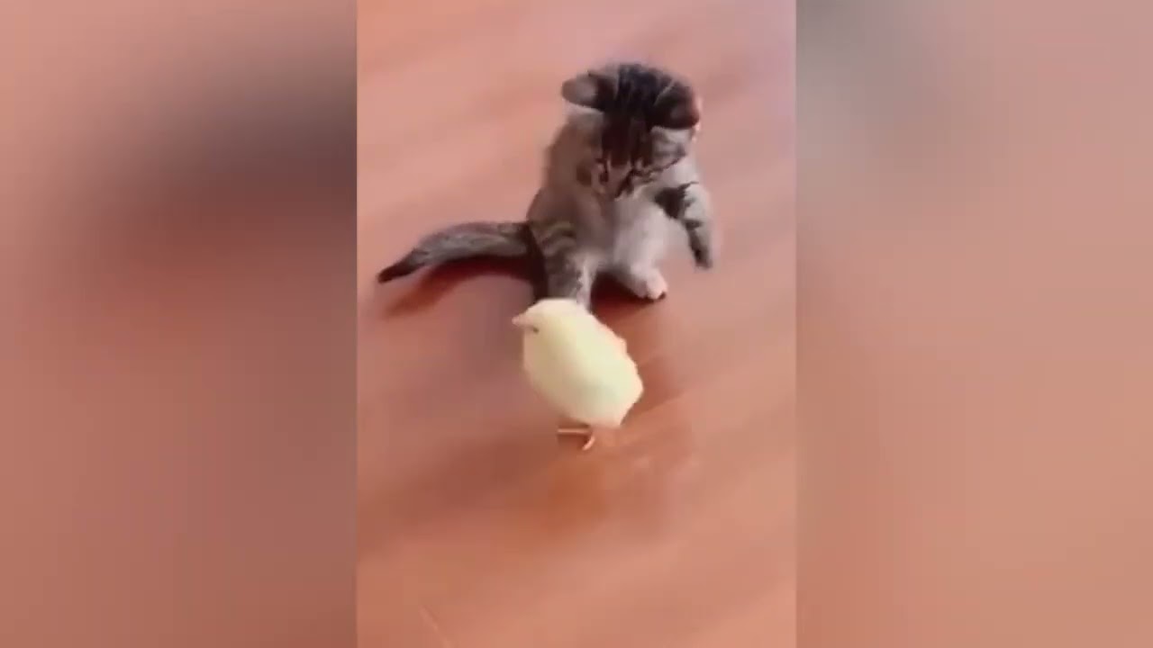 Des animaux drôles qui vous remonteront immédiatement le moral et vous feront sourire ♥