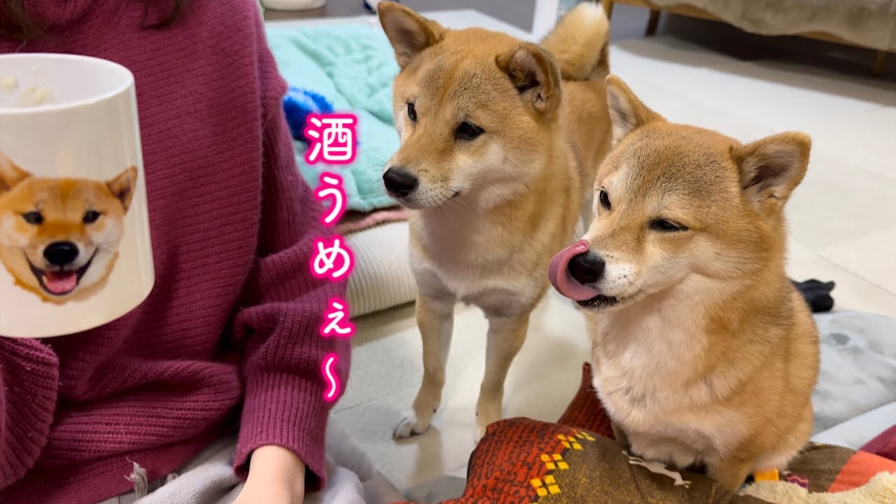 お酒を飲んでママにもう一杯を要求してくる酔っ払った柴犬が可愛い