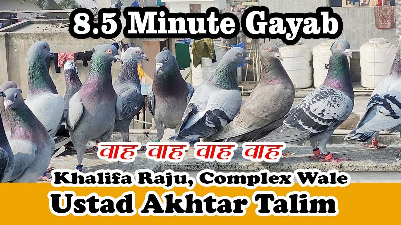 Ustad Akhtar K Khalifa RAJU Complex Walo K 225 Kabutar 8 Minutes Gayab, Mandaoli, New Delhi