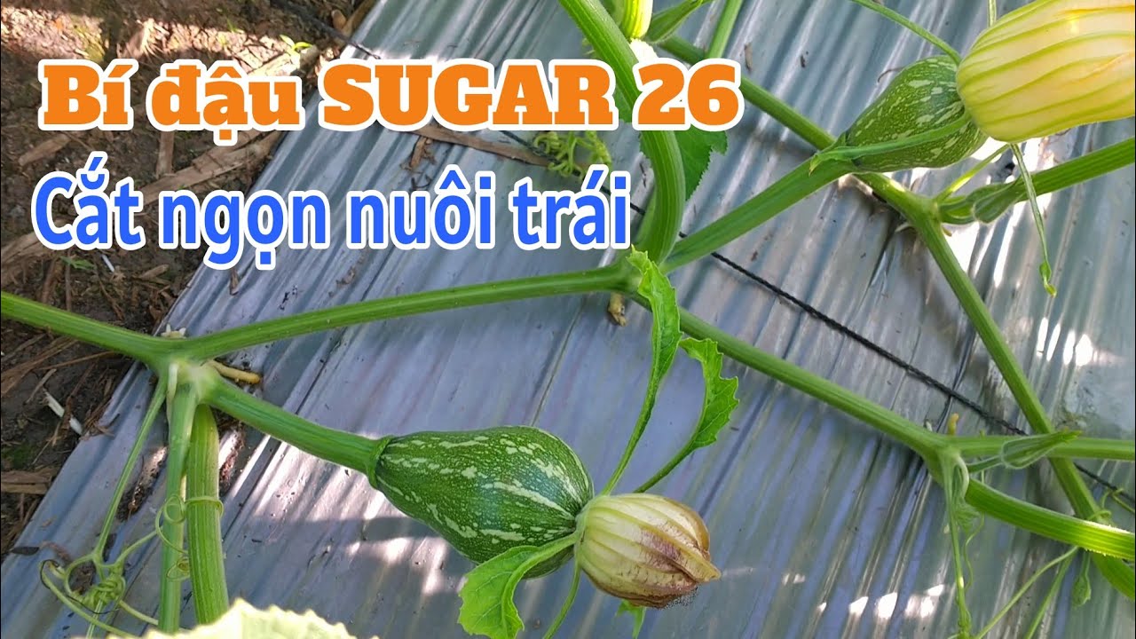 Kỹ thuật trồng bí hồ lô: P21-Cắt ngọn để tập trung dinh dưỡng nuôi trái