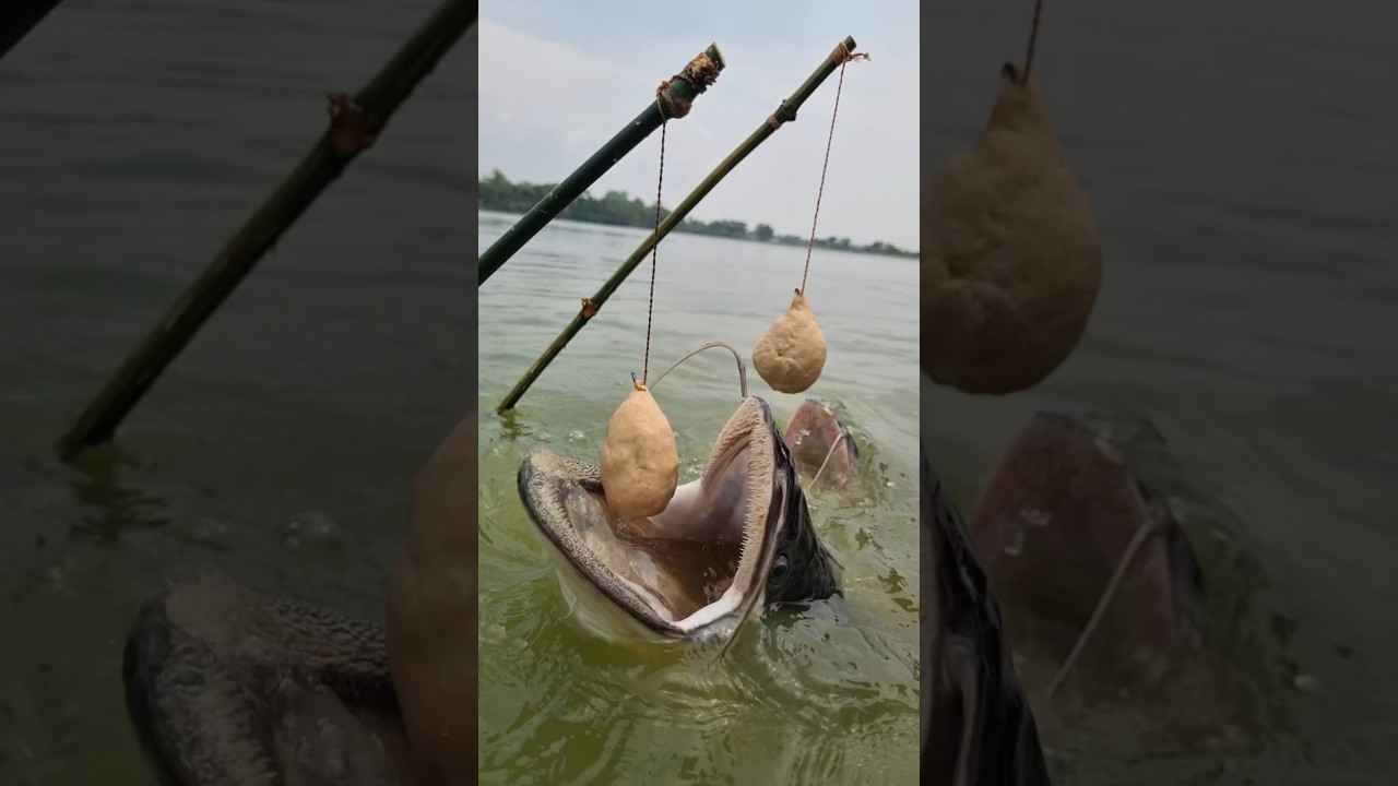 Unbelievable Fishing Trap Video. Best Trap Of fishing water river. amazing fishing style. #fishing
