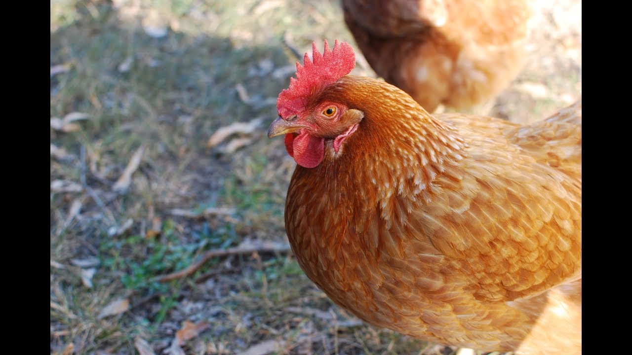 爆炸蛋 Super Fry Egg 🥚💣