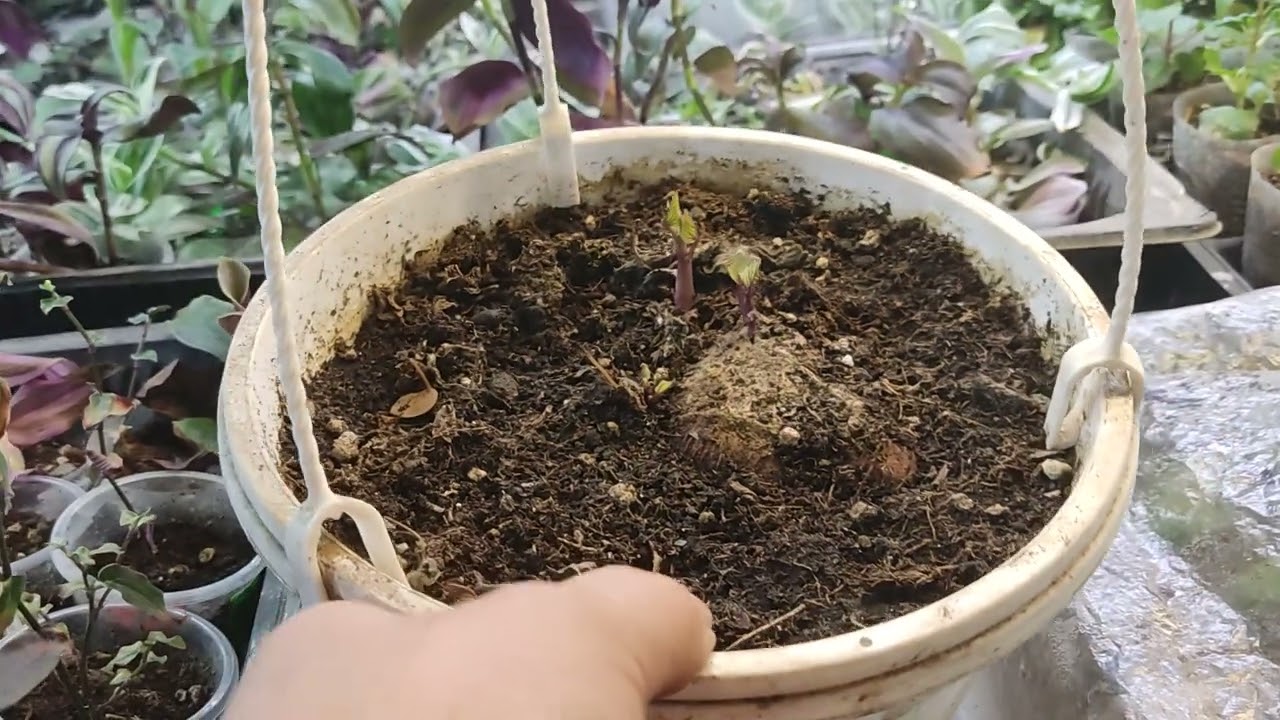 7 января, покажу что и как... 😉. Обзор.