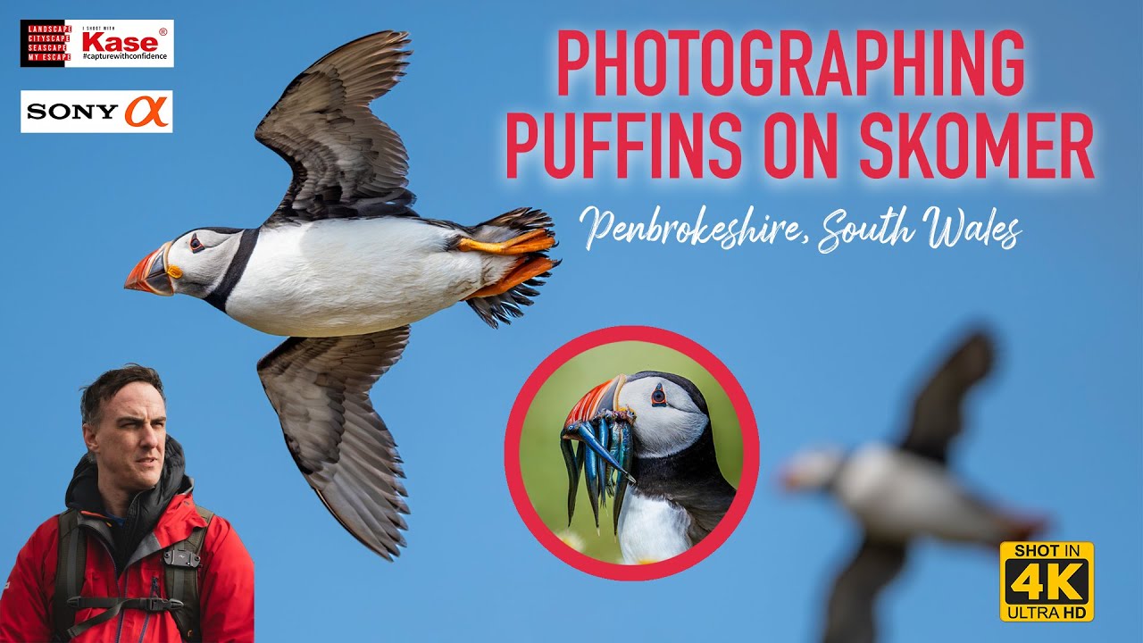 Skomer Visit to Photograph Puffins in 4k 🐧📸✨ | Sony A7 iv | Cinematic Footage