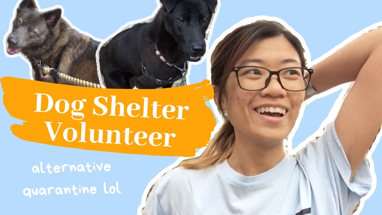 Volunteer for Hong Kong Dog Rescue during CORONAVIRUS 做狗義工俾我見到呢隻狗😓 (eng sub)