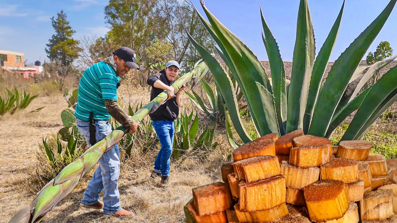 Así se hace el Quiote de Maguey en Dulce - esta es la Receta Secreta de mi Padre
