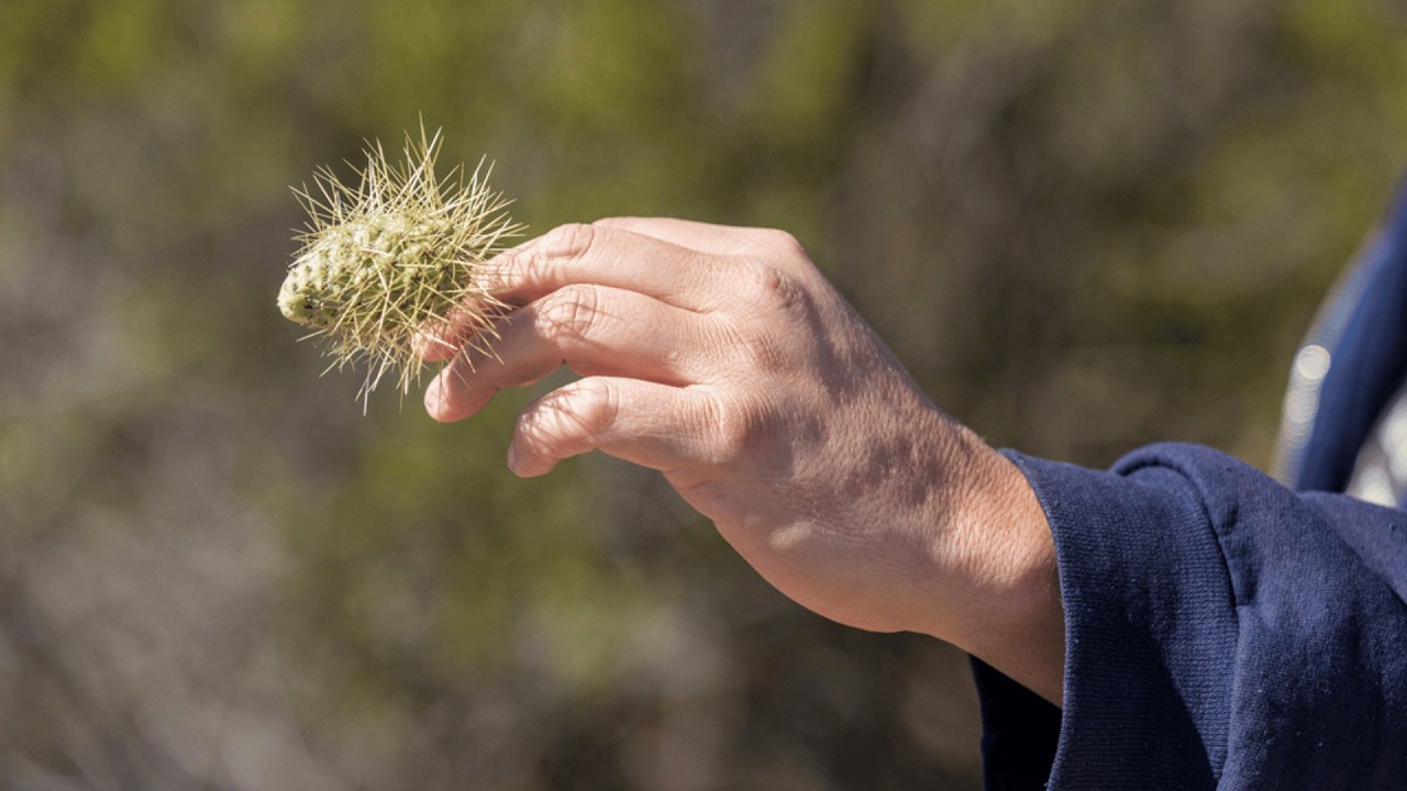 Teddy bear cholla | The dangerous cactus of the harsh desert