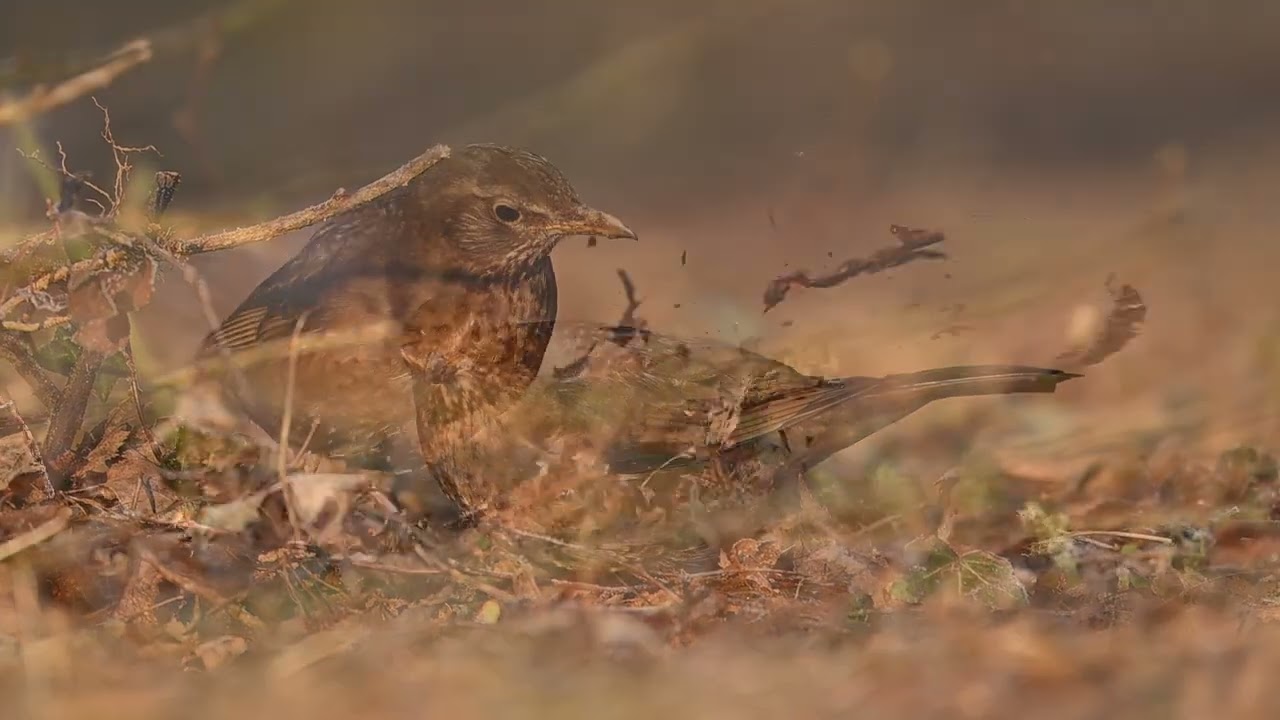 A Morning's Wildlife Photography