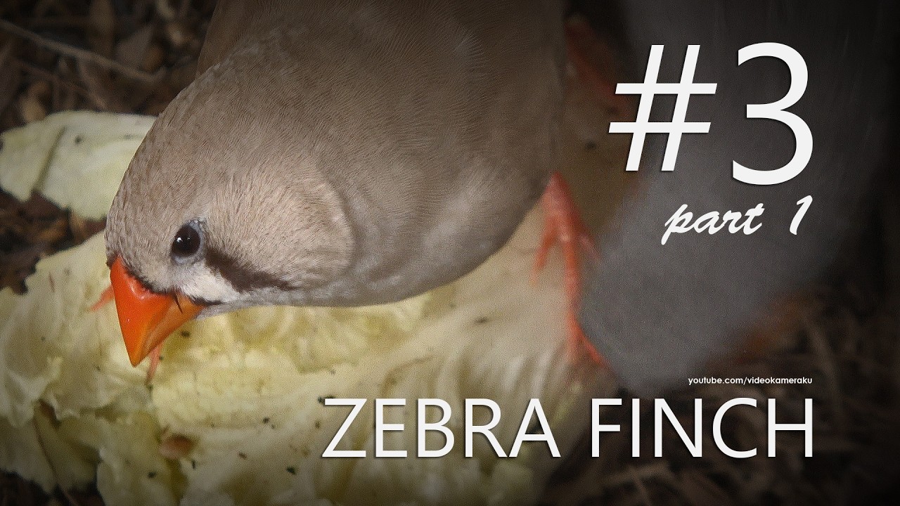 Zebra Finch Small Aviary: C3P1 - Ckhuukhuuk Ckhuuukhuuuuk