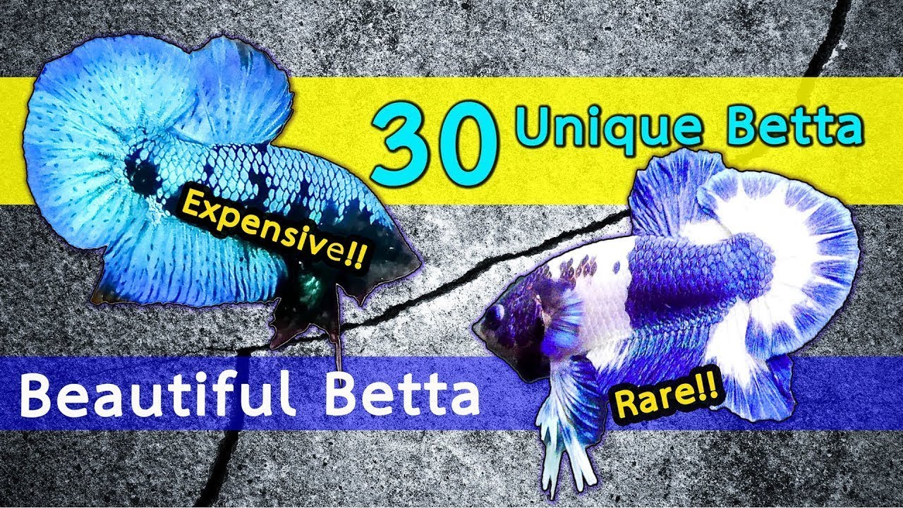Unique Betta [EP.2]  30 Beautiful Betta in Thailand Online Auction