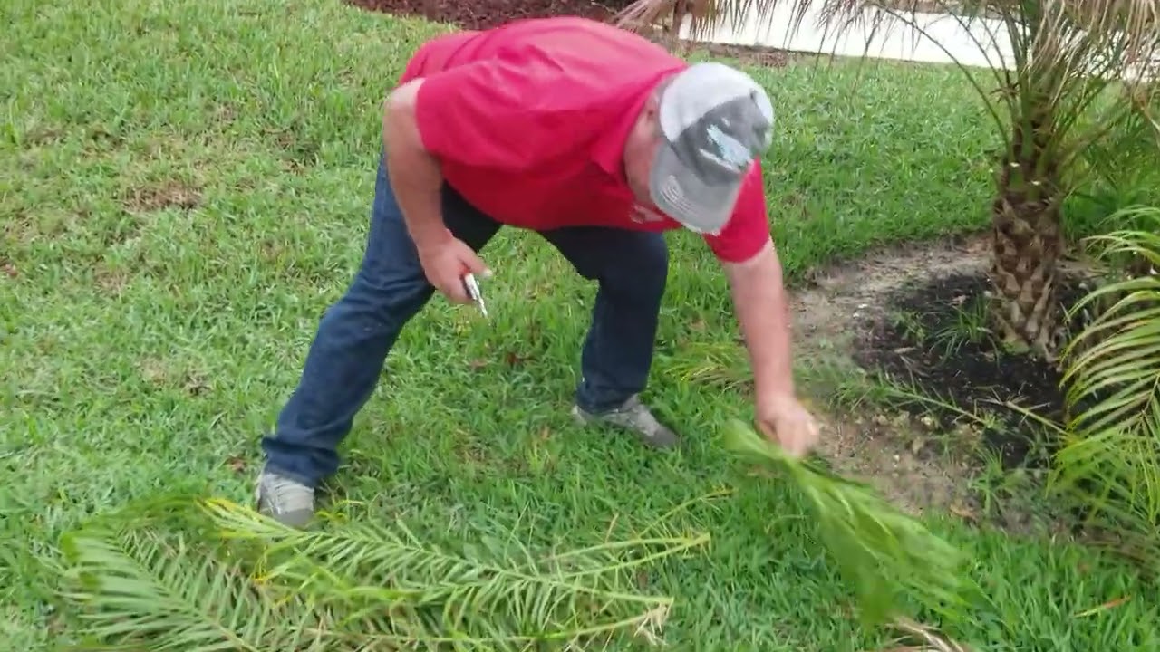 Trimming Palms After a Freeze