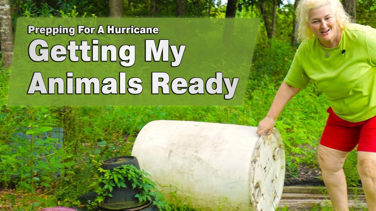 Getting My Animals Ready For A Hurricane: Prepping My Homestead
