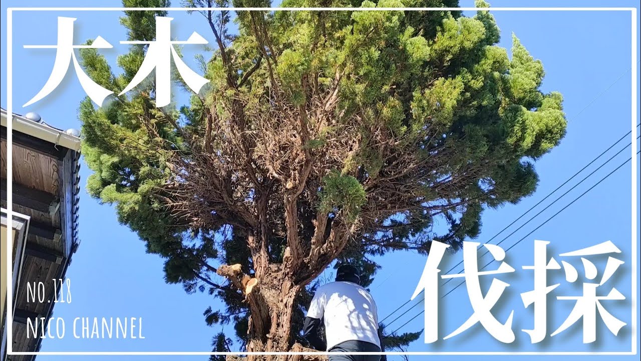 【お庭DIY】第118話 ブロッコリーみたいな、大きな木の伐採
