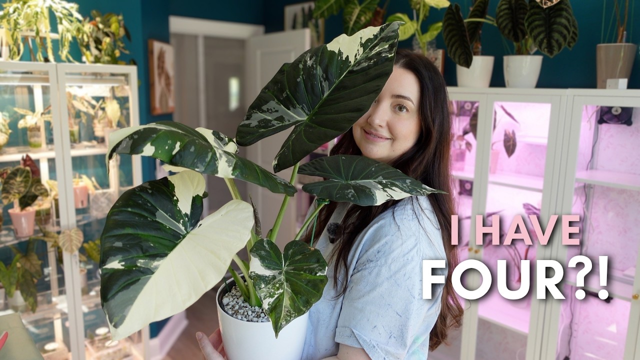 My Regal Shields Albo Obsession | Repotting, Propagating & Tracking 🌿🏷️